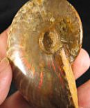 Red Fire Polished Whole Ammonite